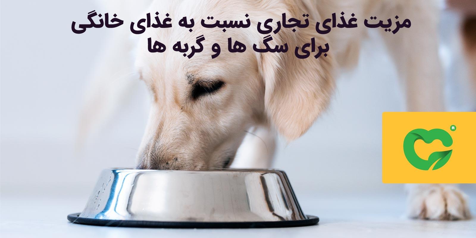 مزیت غذای تجاری نسبت به غذای خانگی برای سگ ها و گربه ها