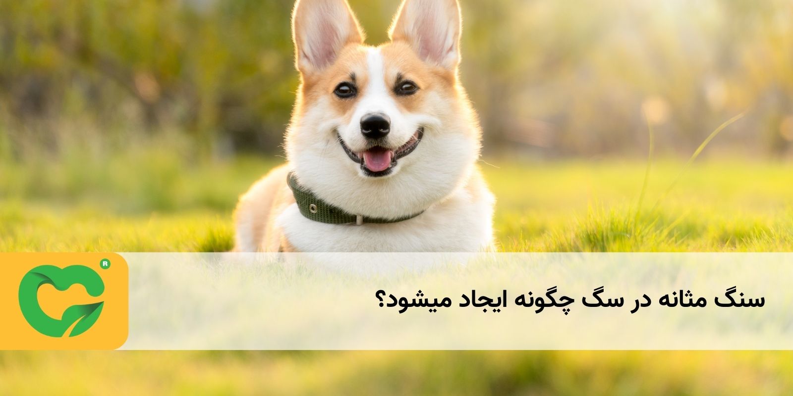 سنگ مثانه در سگ چگونه ایجاد میشود؟