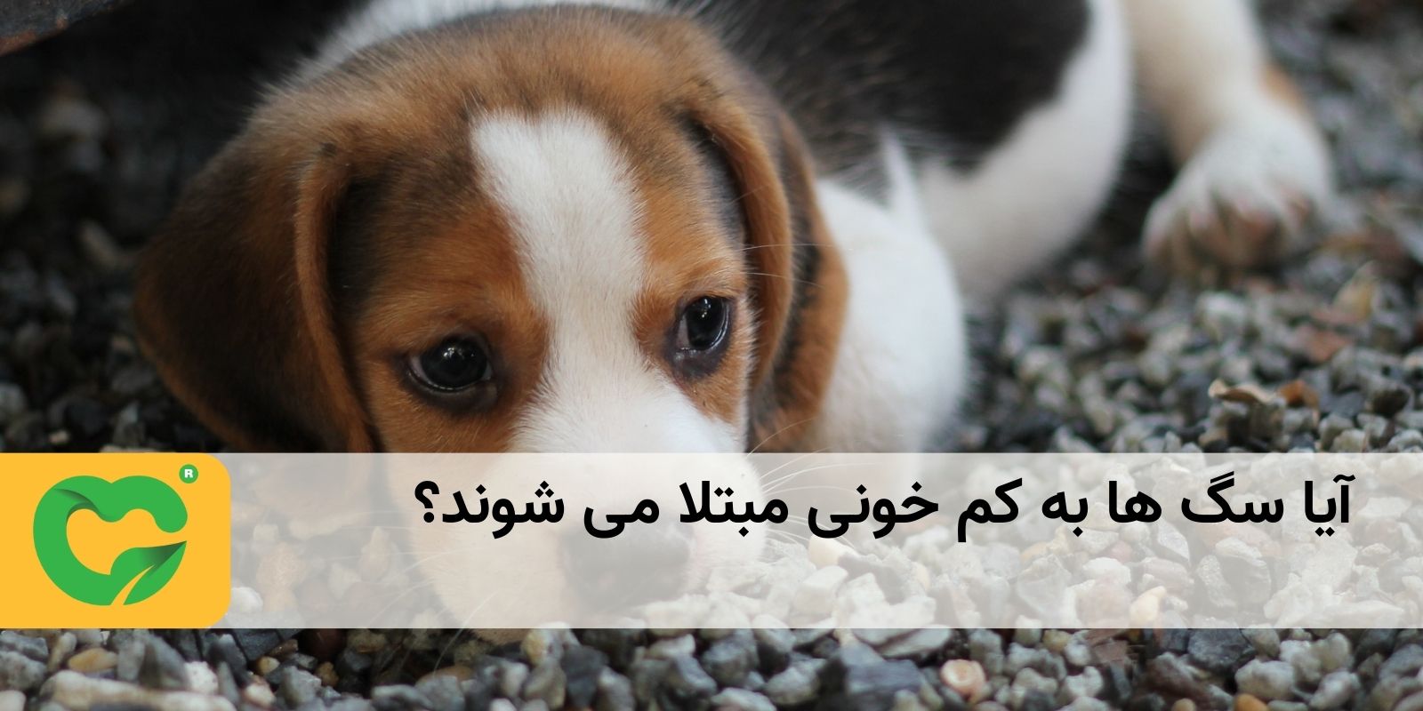 آیا سگ ها به کم خونی مبتلا می شوند؟