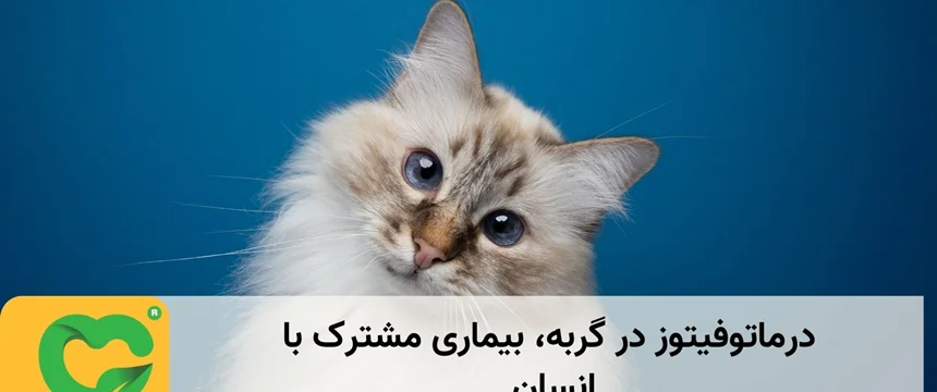 درماتوفیتوز در گربه، بیماری مشترک با انسان