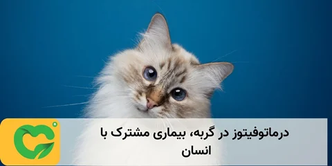 درماتوفیتوز در گربه، بیماری مشترک با انسان