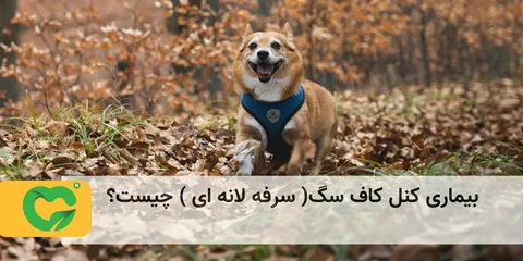 بیماری کنل کاف سگ( سرفه لانه ای) چیست؟