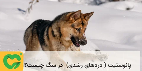 پانوستیت ( دردهای رشدی)  در سگ چیست؟