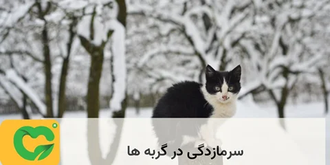 سرمازدگی در گربه