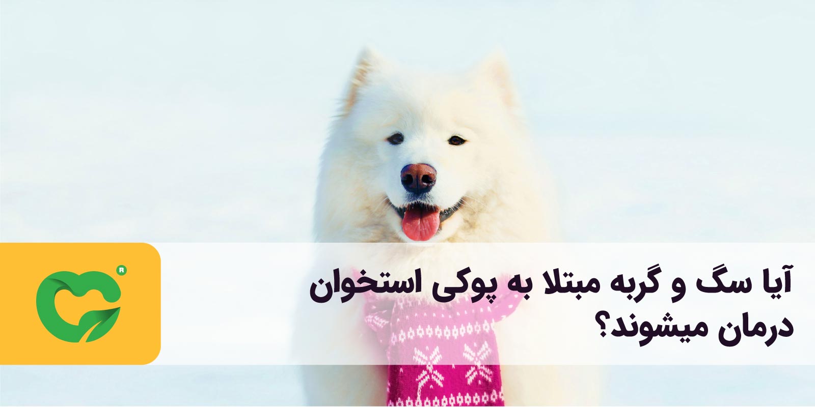 آیا سگ و گربه مبتلا به پوکی استخوان درمان میشوند؟